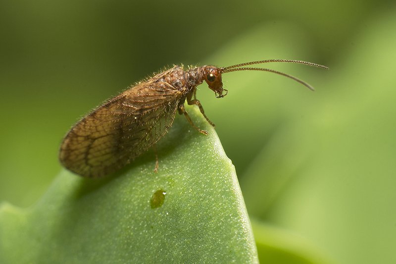 Золотые крыльяphoto preview