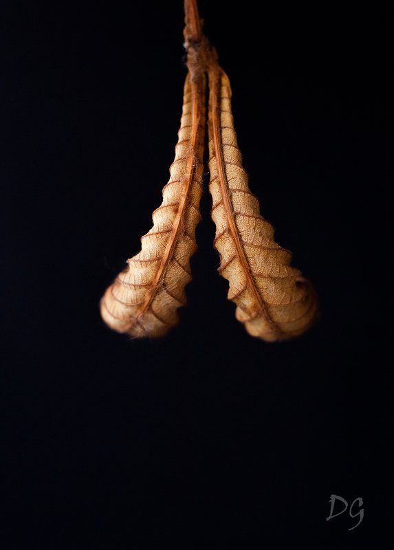 каштан, лист, макро, природа, фон, лето, сухой, макромир,  ***photo preview