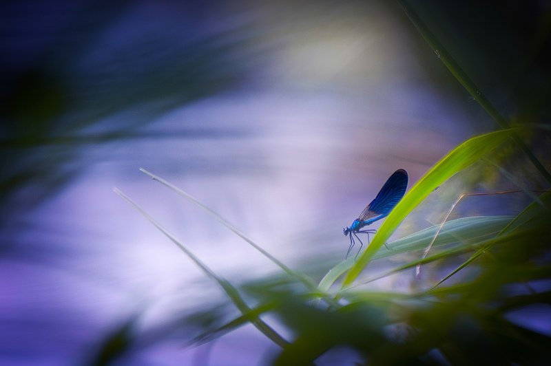 макро, вечер, тишина, природа, вчувствование, жить и видеть, слушая тишину, стрекоза, красотка, nature, macro, dragonfly, insects, silence Погружаясь в вечерphoto preview