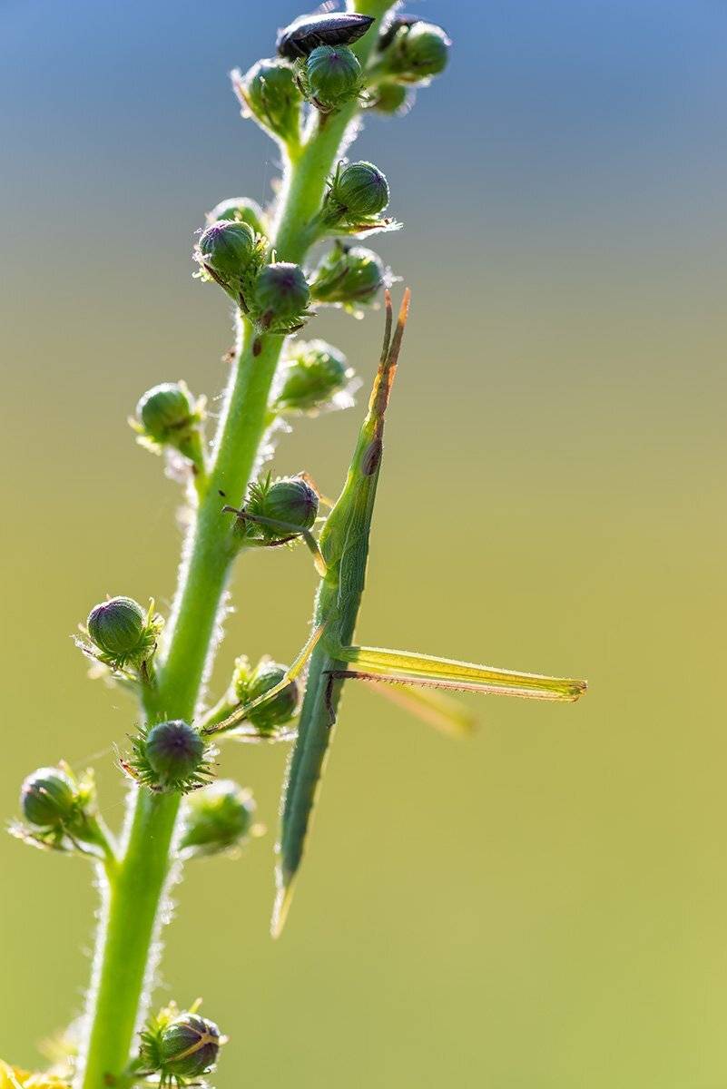 Скрипач и утро. Автор: Александр Земляной , Александр Земляной