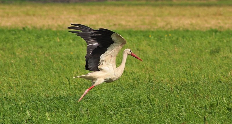 аист,птицы,фото животных Аист на взлёте.photo preview