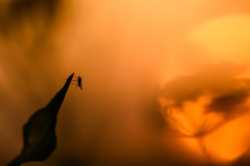 На закатеphoto preview