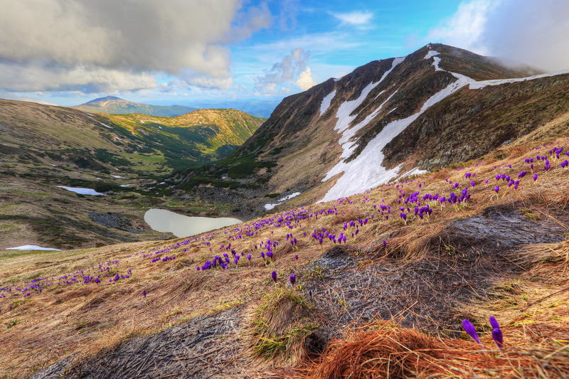 горы, карпаты, крокус, озеро, бребенескул, томнатик, шафран, гейфеля, crocus, гутин, бребенескуль, томнатек, heuffelianus Под снежникомphoto preview