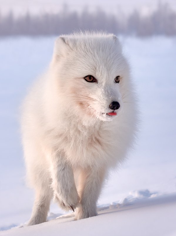 полярный лис, тундра, заполярье, зима, песец Что-то интересное...photo preview