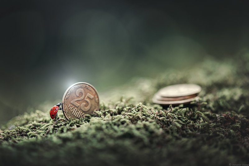 украина, коростышев, природа, лес, волшебство, макро, макро красота, макро мир, макро истории, перекатывать, денежка, копеечка, 25 копеек, жизнь, сказка, копить, откладывать, божья коровка, фотограф, чорный, \