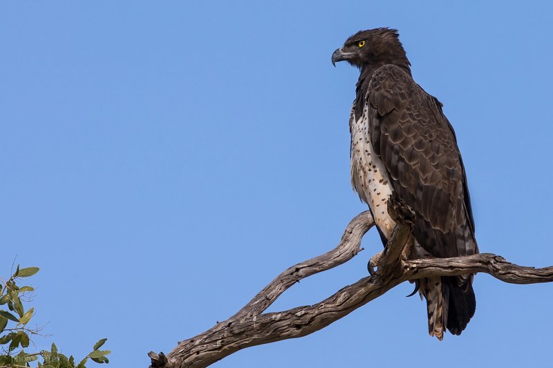орел, небо, боевой_орел, голубой, дерево Африканский боевой орел.photo preview