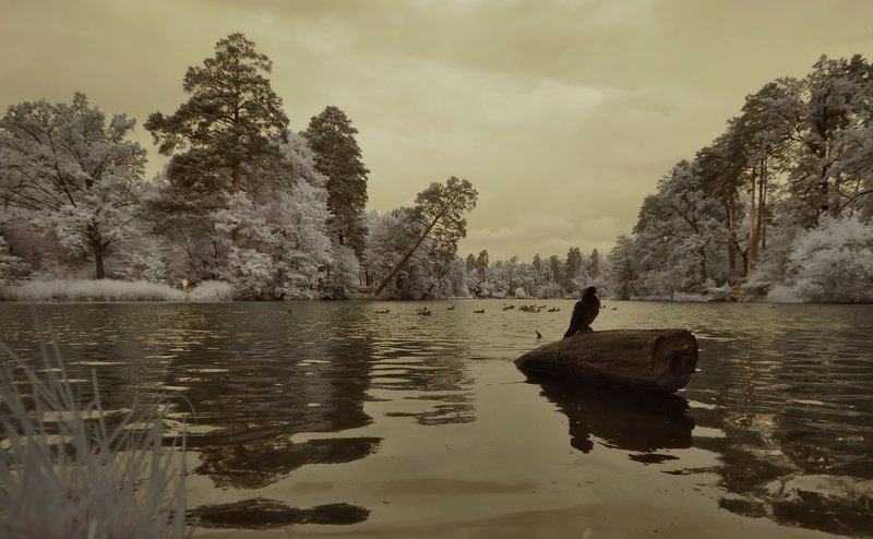 инфракрасный ***photo preview