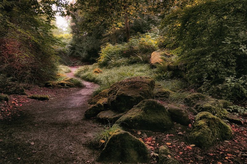 лес, природа, тропинка, камни Тропинкаphoto preview