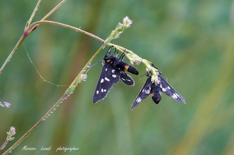 #nature, #туман, #лес, #oсень, #украина, #карпаты, #пейзаж, #закат, #туман, #солнце, #свет, #mountain range, #mountains, #туризм, #лес, #nature, #природа, ***photo preview