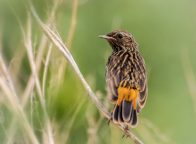 птица, варкушонок, слёток, гнездо, варакушонок..photo preview