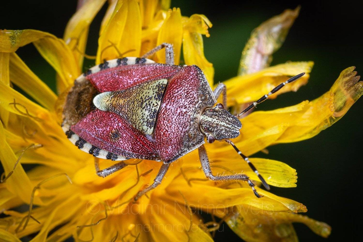 sloe bug, Dolycoris baccarum, true bug, shield bug, Russia, Northwestern Caucasus, Krasnodar Territory, Ilsky, yellow, flower, Krasnodar Territory, Northwestern Caucasus, summer, Владимир Нейморовец