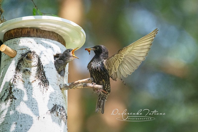 birdswatching, птицы Маловато будет!photo preview