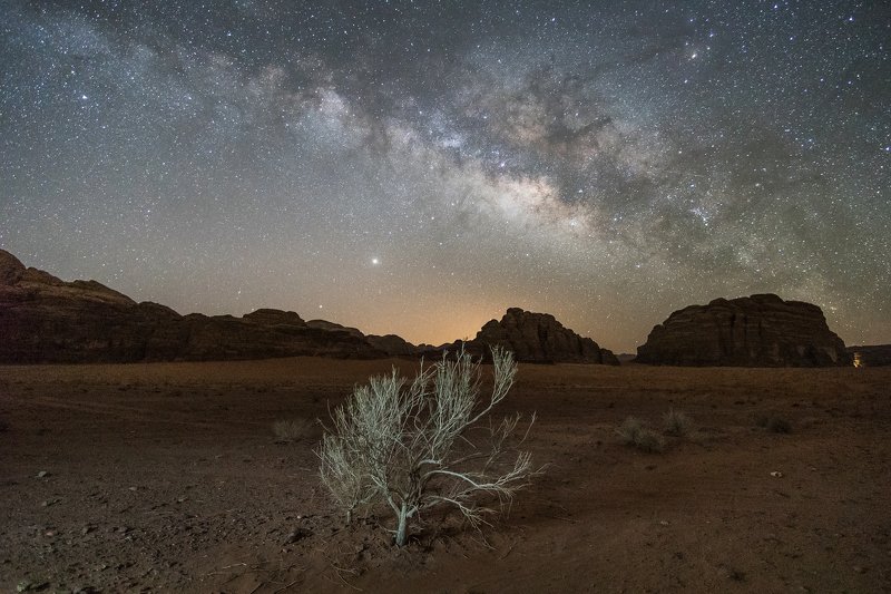 desert Creature of the nightphoto preview