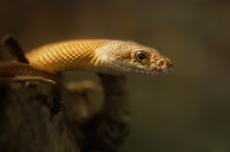 PRO гадов.photo preview