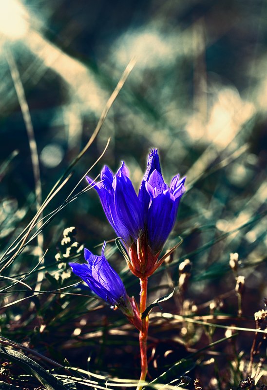 горечавки, сокольницы, цветок, цветы, соцветие, соцветия, flowers, inflorescence, gentianaceae, gentianales Волшебный цветок...photo preview