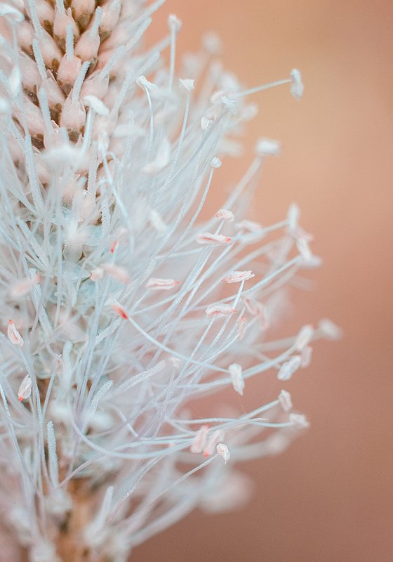 макро, цветок, природа, растение, макромир, максросъёмка, лето, цвет ***photo preview