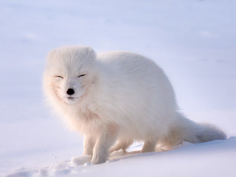 полярный лис, тундра, заполярье, зима, песец Солнышкоphoto preview