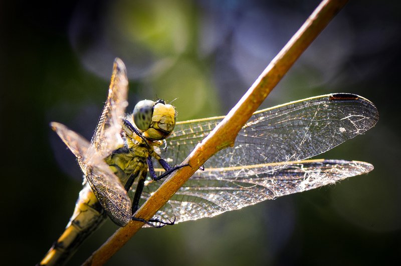 стрекоза, летний день, природа, макро, макрофотография, насекомые, macro, macrophoto, dragonfly, insect ***photo preview