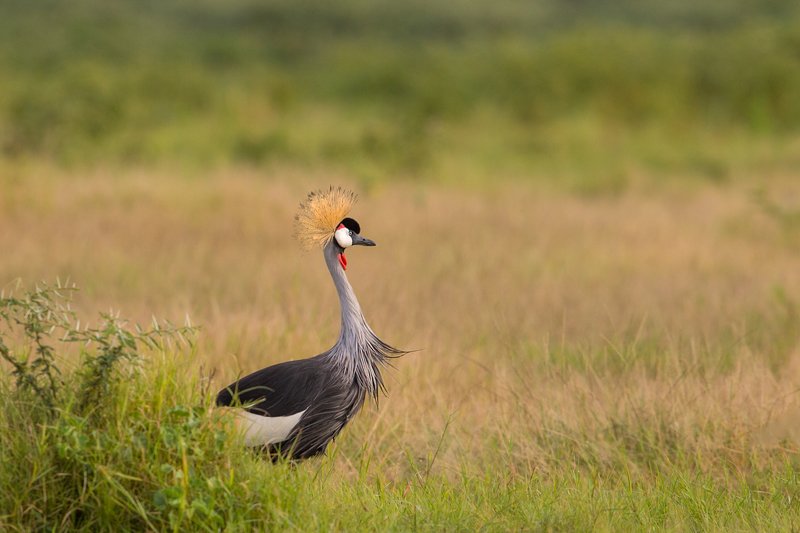 журавль, африка, кения, саванна, птица, корона Журавль венценосный.photo preview