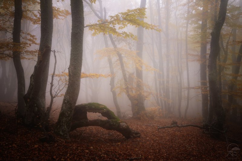 осень, демерджи, крым, туман Осень на Демерджиphoto preview