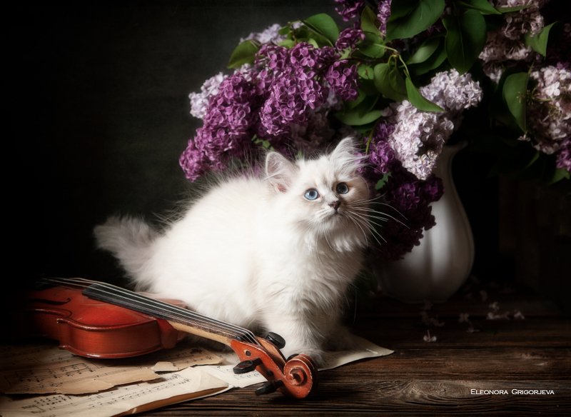 НатюрКотики. Невские маскарадные котятаphoto preview