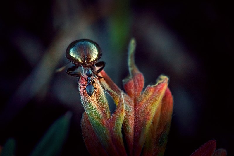 tokina 100 macro, macro lens, beautiful, красивый, moment, момент, nature, природа, wildlife, summer, лето, летняя, insect, насекомое, beetle, жук, pismire, муравей, Помеха сзади :)photo preview