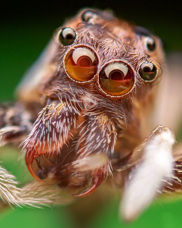 macro wildlife closeup insects The dangerous Bretuus sp.photo preview