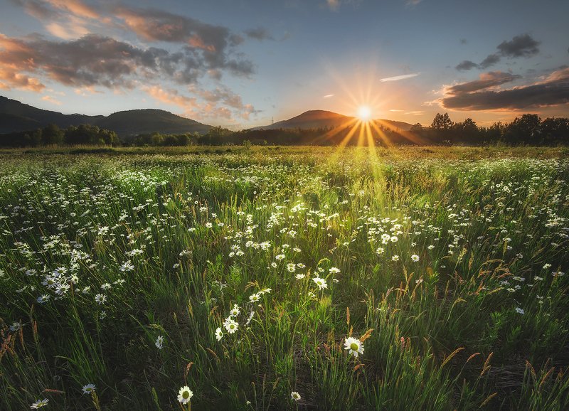 meadow, flowers, sunset, sunrise, sun, mountains, poland Flowers meadowphoto preview