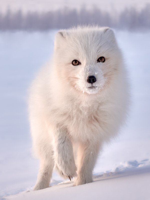 полярный лис, тундра, заполярье, зима, песец Как домашний.photo preview