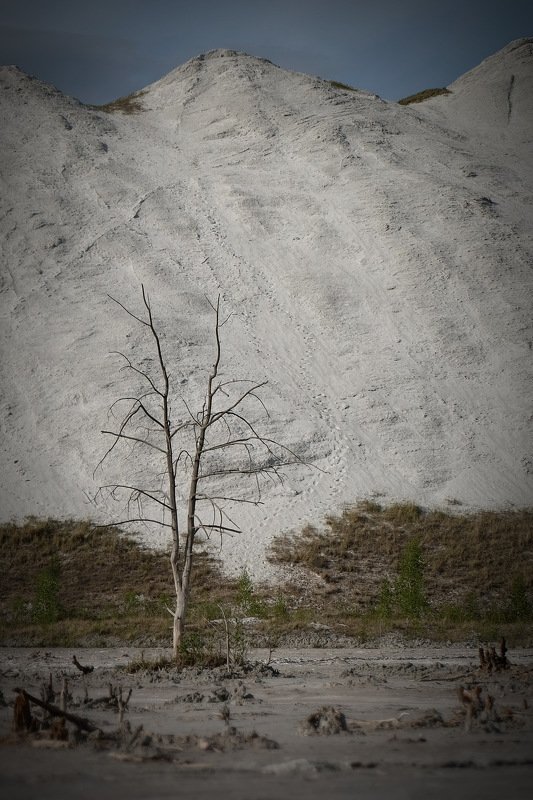 беларусь, гомель, горы, экология The lust tree(I)photo preview