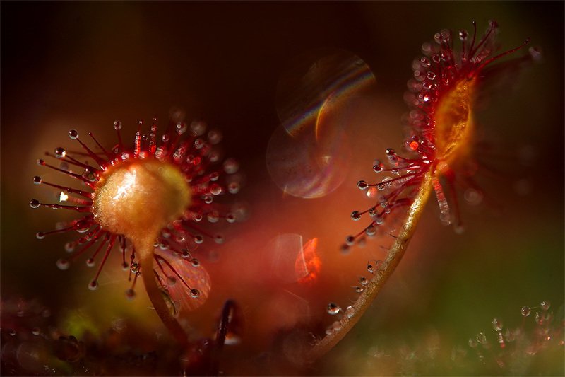 Росянка круглолистнаяphoto preview