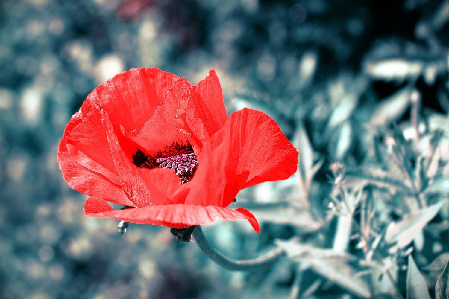 Красавец и чудовище.... Автор: Дмитрий Салтыков маки, цветок, цветы, соцветие, соцветия, flowers, poppy, papaveraceae, ranunculales, dicotyledones, Дмитрий Салтыков