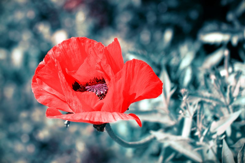 маки, цветок, цветы, соцветие, соцветия, flowers, poppy, papaveraceae, ranunculales, dicotyledones Красавец и чудовище...photo preview