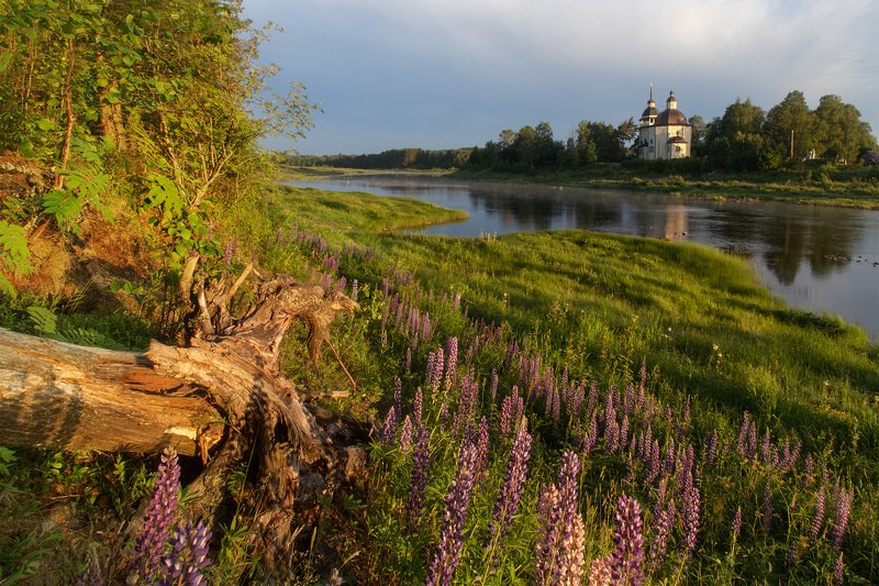 Люпины в Курповоphoto preview