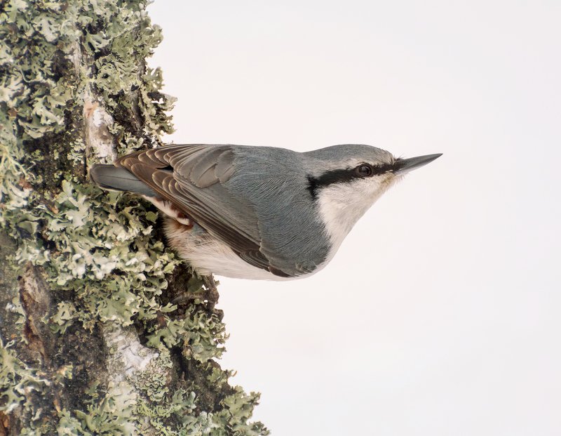 птица, поползень, поползень..photo preview