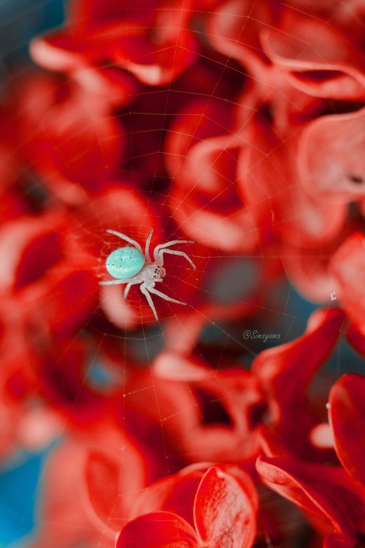 макро, природа, nature, macro, насекомые, insect, паук, spider photo preview