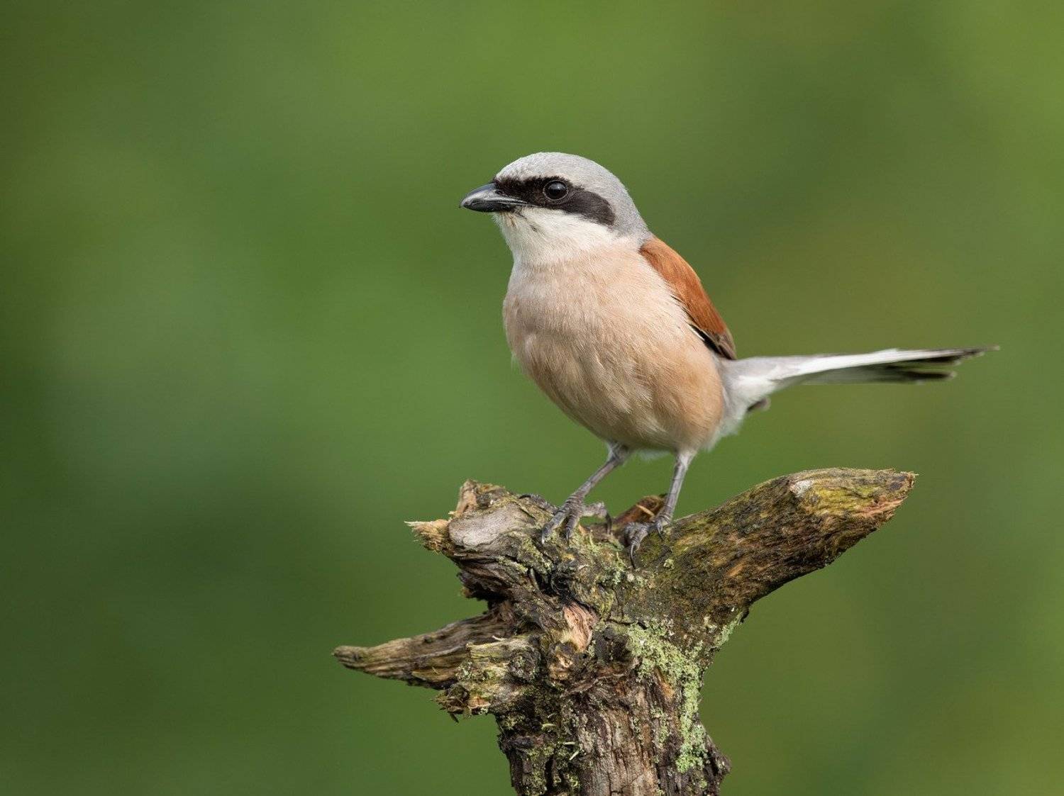 жулан, птицы,, Владимир Пакалевич