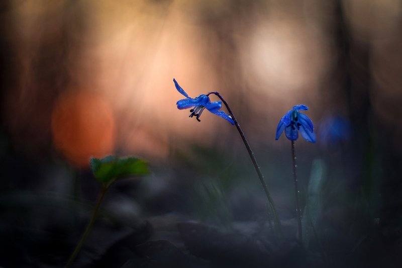 macro, flowers, nature, macrophoto, silence, пролески, весна, цветы, макро, природа, тишина, вчувствование В стране тысячи маленьких солнцphoto preview