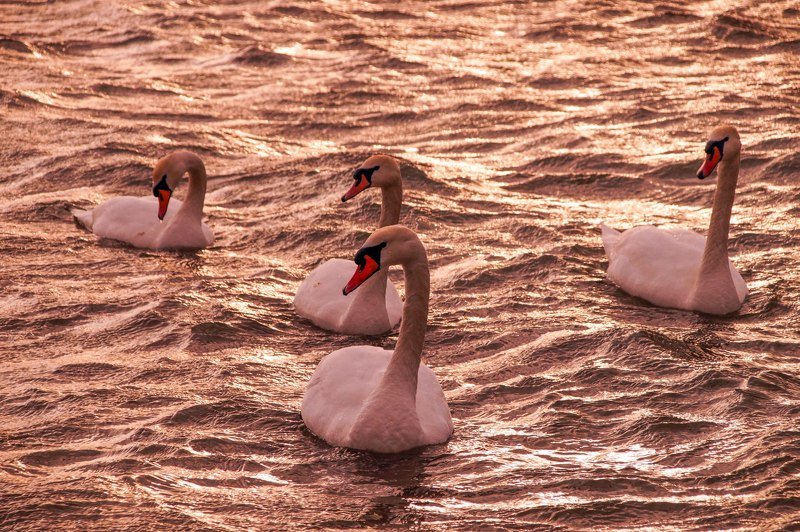 лебеди В жидком золоте.photo preview