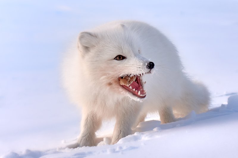 полярный лис, тундра, заполярье, зима, песец Полярный лис. Моменты.photo preview