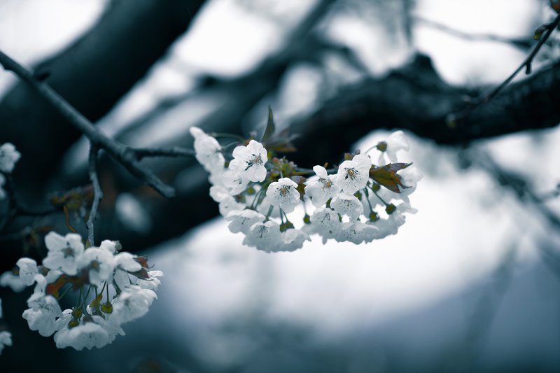 #appletree #spring #rain #flowers #bloom #dark Springphoto preview