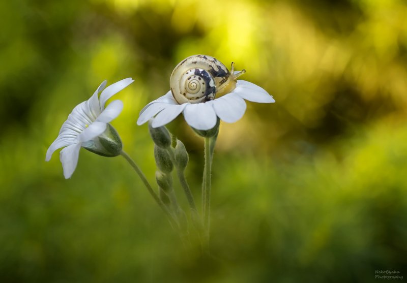 макро, природа, цветы, улитка, боке, macro, nature, flowers, snail, bokeh, ***photo preview