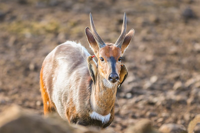 антилопа, импала, скворец, рассвет, сережки, африка Сережки от кутюр.photo preview