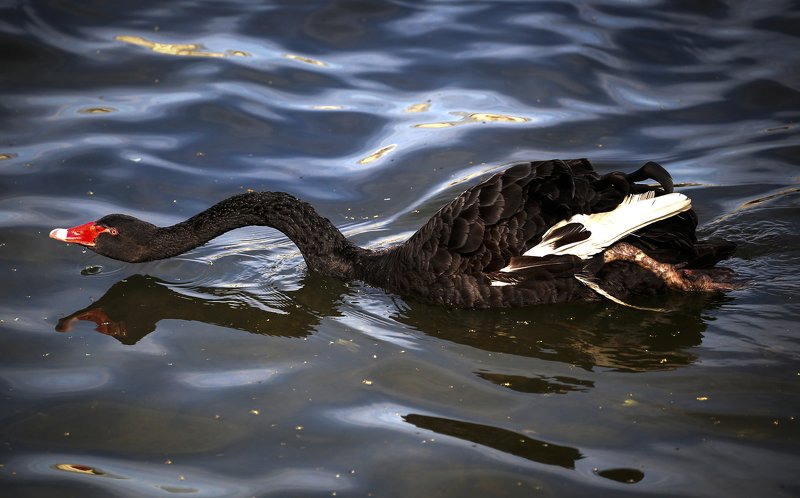 Swan in swim!photo preview