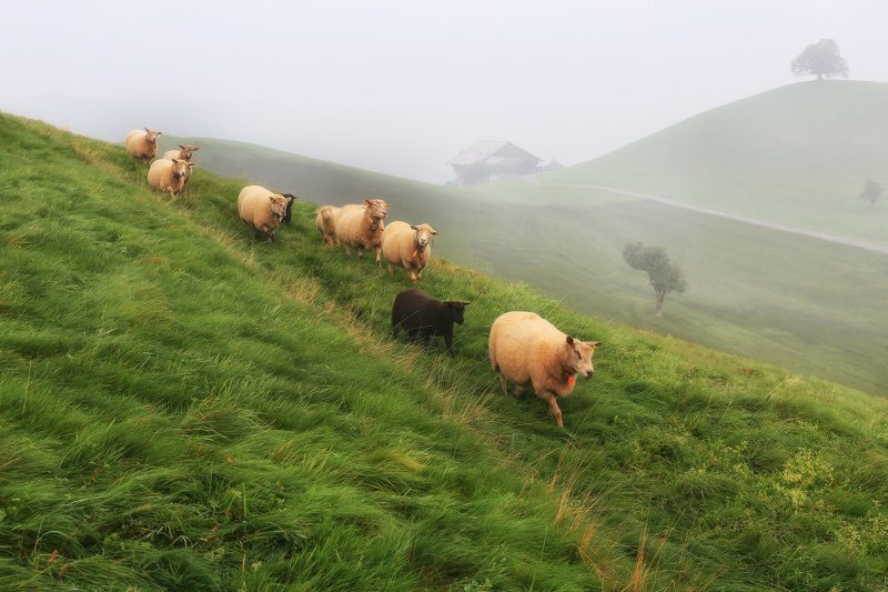 швейцария, альпы, овцы, пастораль, холмы, утро, туман Швейцарская пасторальphoto preview