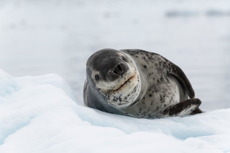 Антарктида, морское животное,  Пляжный отдыхphoto preview