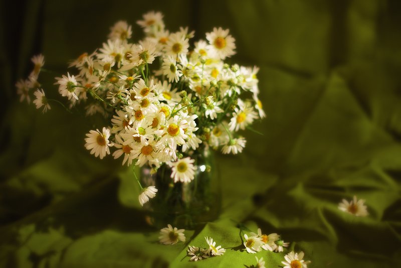 натюрморт Ромашкиphoto preview