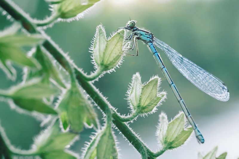 dragonfly, nature, природа photo preview