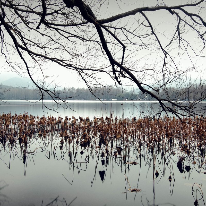 #lotus #xihu #winter Withered Lotusphoto preview