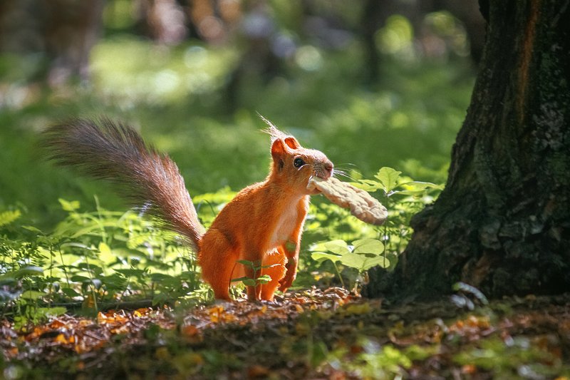 canon 55-250, beautiful, красивый, moment, момент, nature, природа, wildlife, summer, лето, летняя, animal, животное, forest, лесное, fluffy, пушистая, red, рыжая, squirrel, белка, Сытный завтрак в солнечное утро :)photo preview